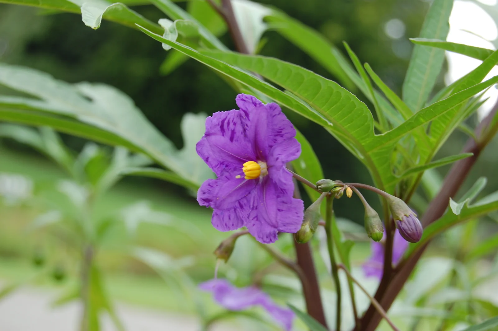 Solanum Laciniatum Native Plant (Solanum laciniatum)