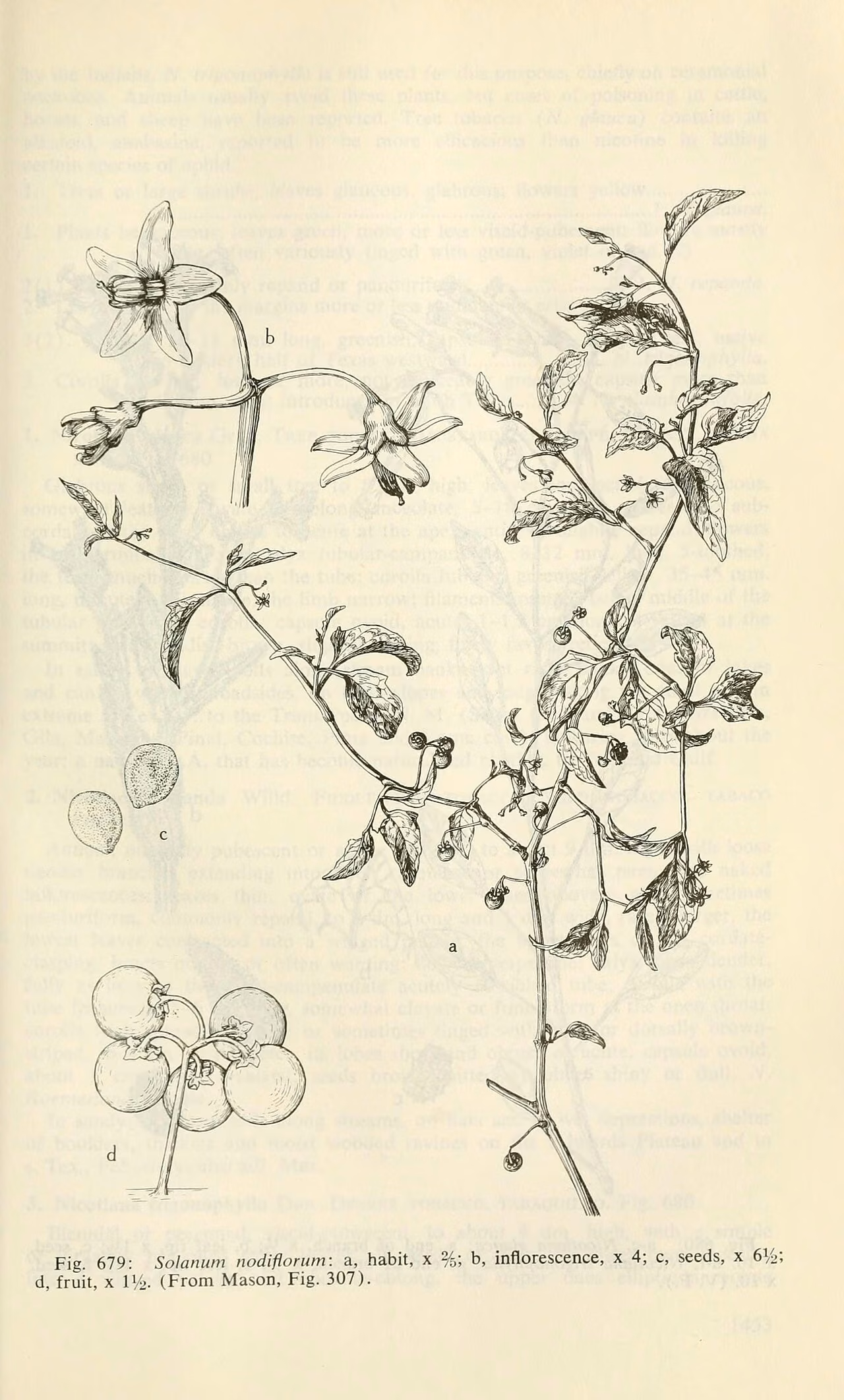 Solanum nodiflorum (Solanum nodiflorum)