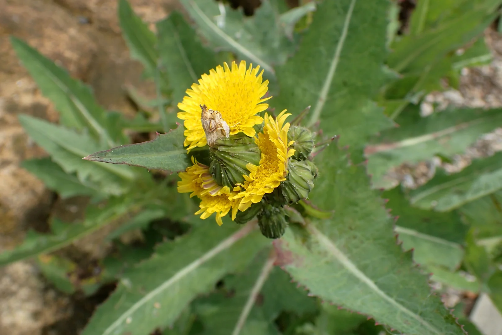 Sonchus Kirkii Native Plant (Sonchus kirkii)