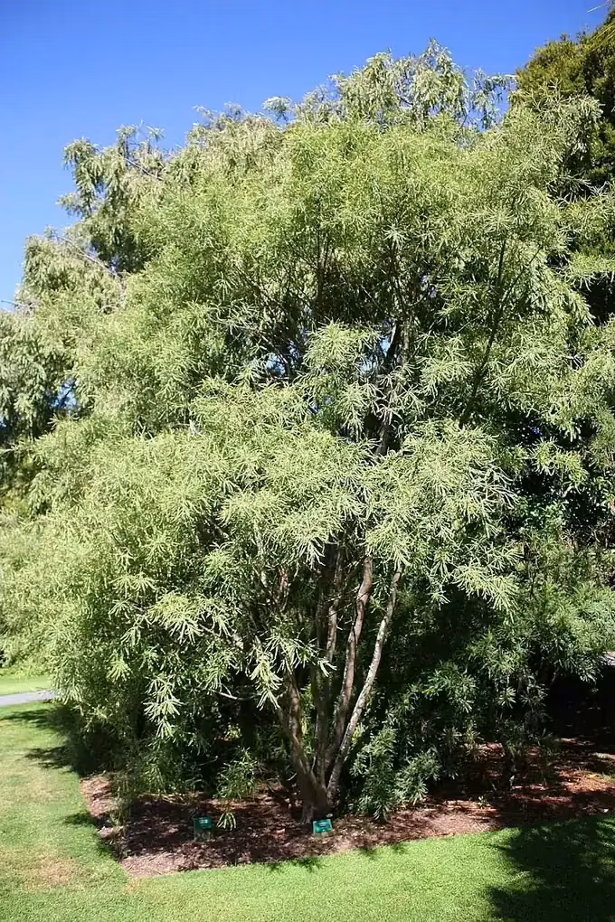 Sophora Fulvida