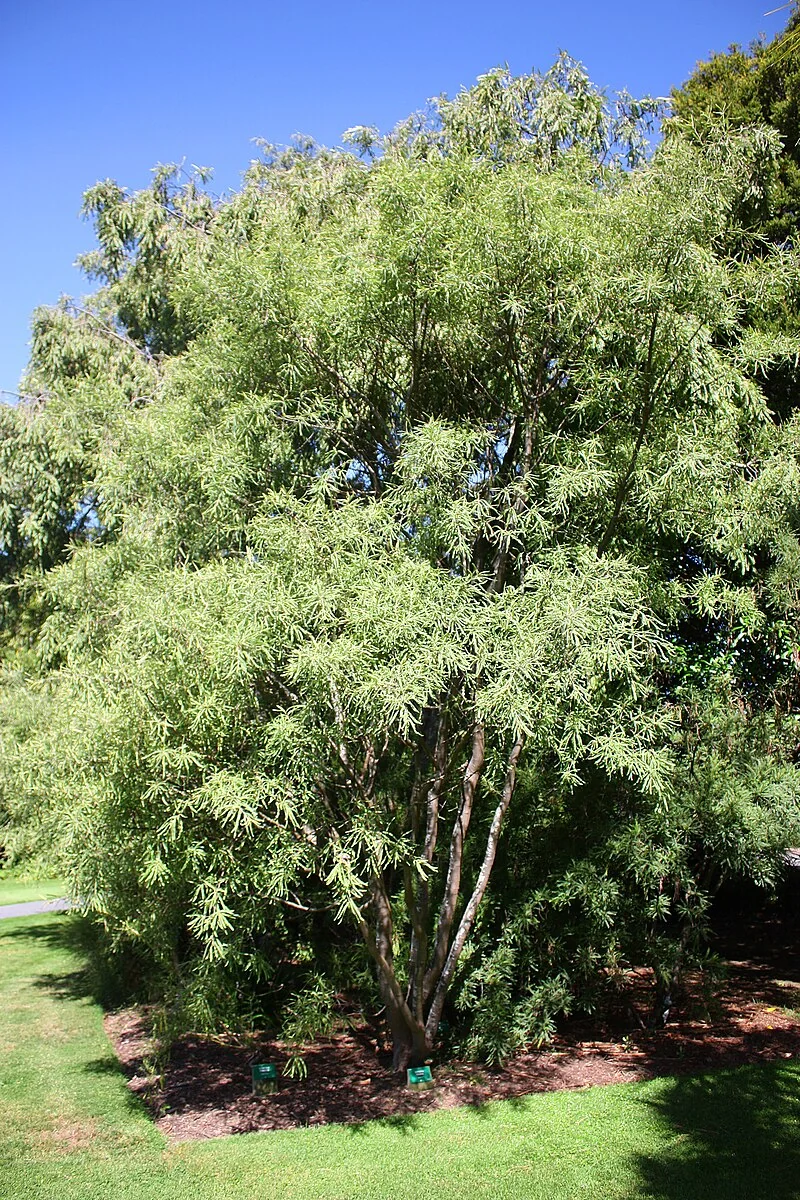 Golden Kōwhai (Sophora fulvida) hero image