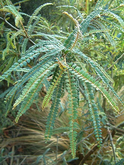 Sophora godleyi (Godley's kōwhai) with yellow flowers