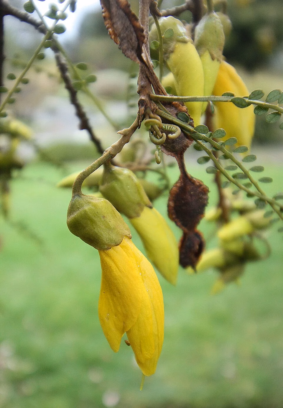Long-Keel Kōwhai (Sophora longicarinata)
