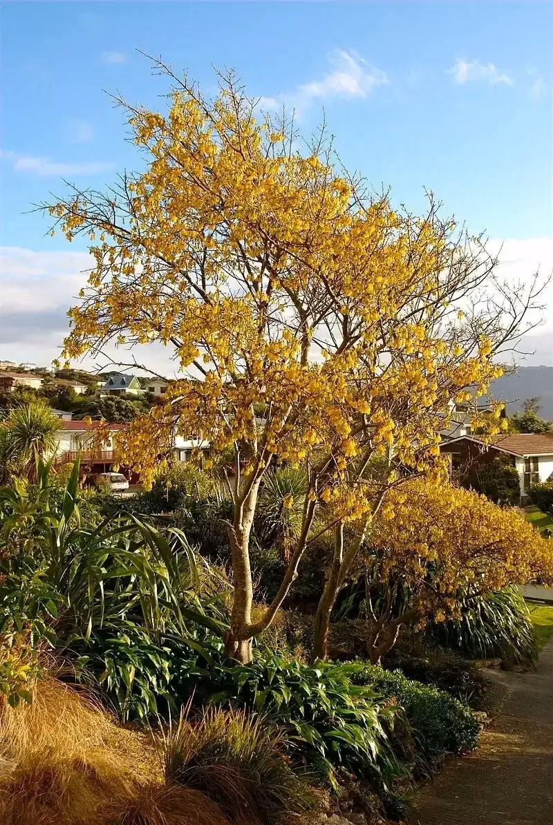 Kōwhai (Sophora microphylla)