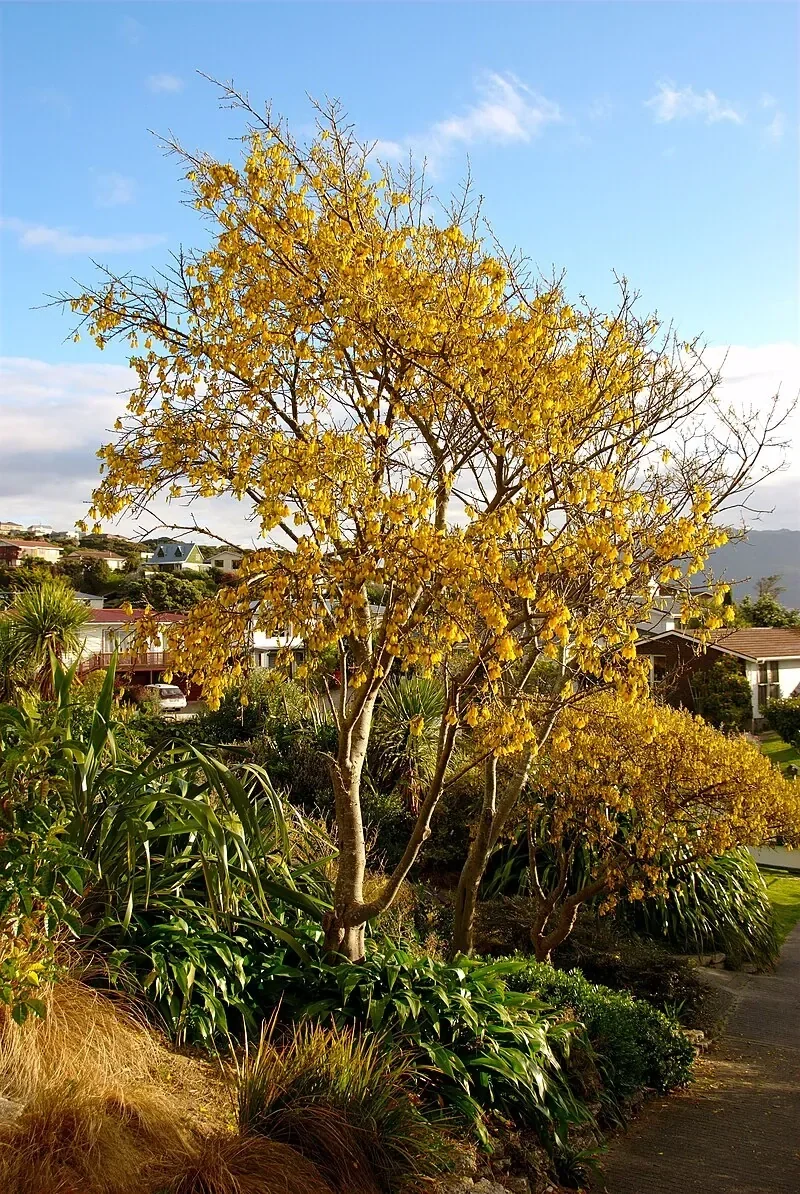 Kōwhai (<i>Sophora microphylla</i>)