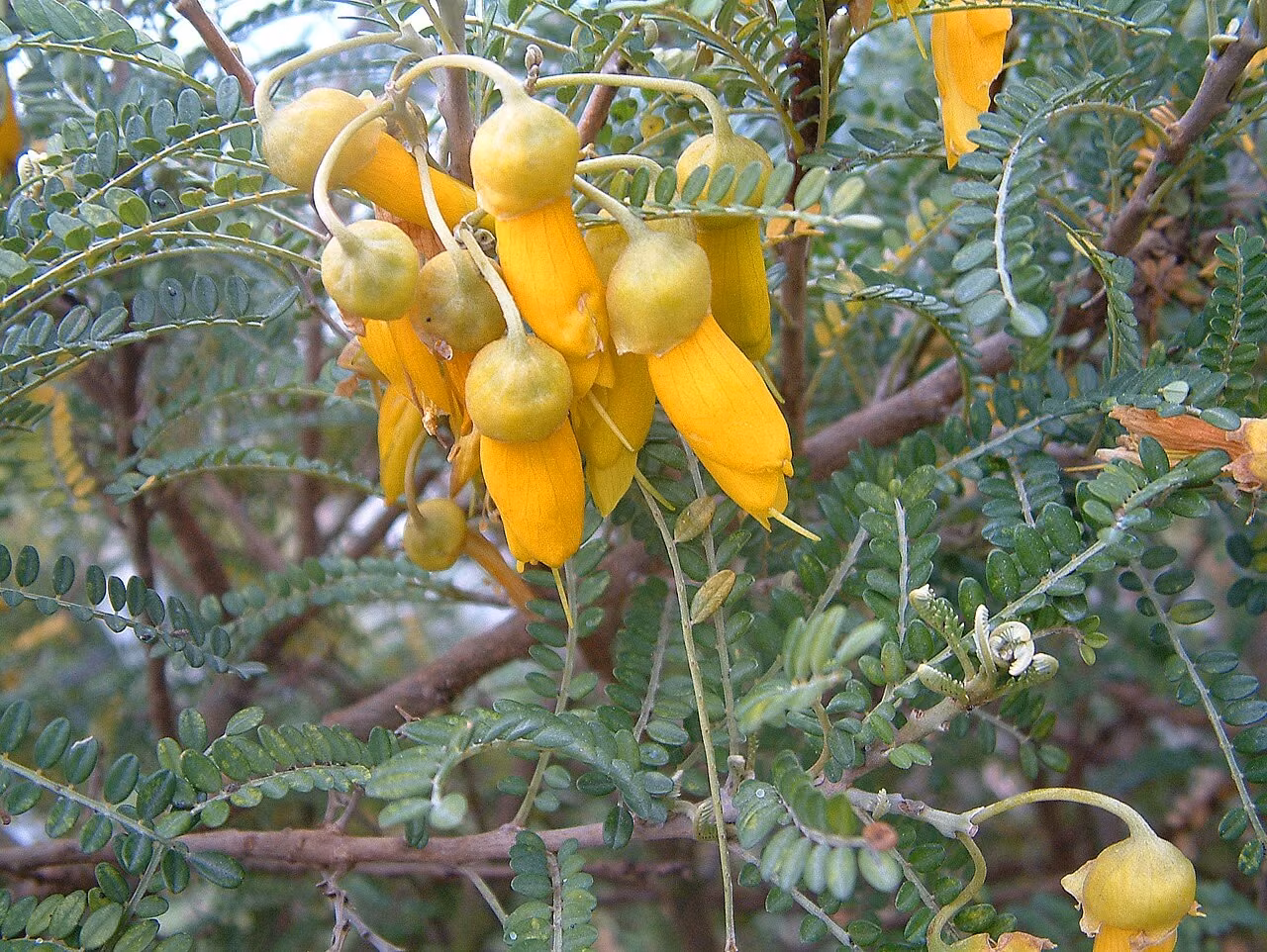 Sophora molloyi (Sophora molloyi)