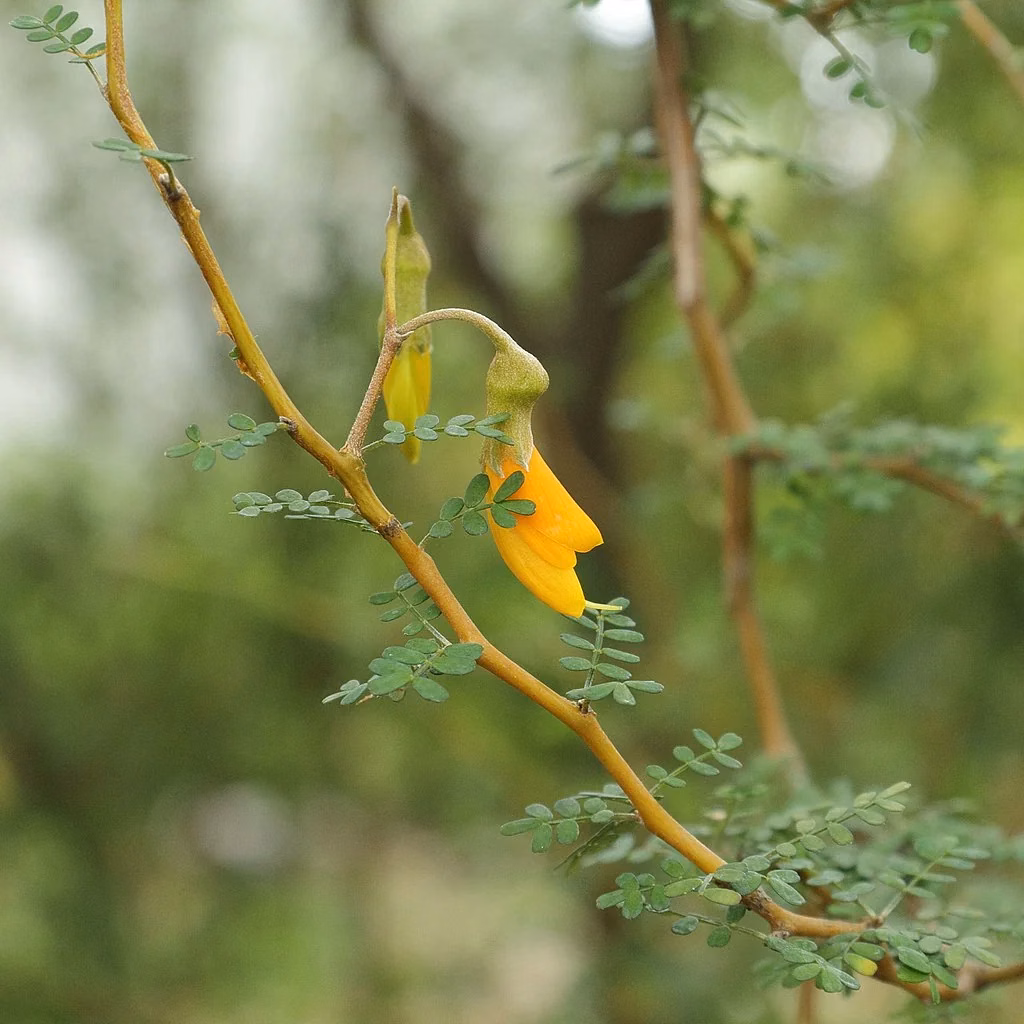 Sophora Prostrata