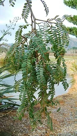 Large-leaved kōwhai (Sophora tetraptera)