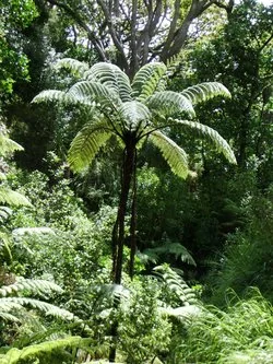 Mamaku (Sphaeropteris medullaris) showing its large fronds and black trunk