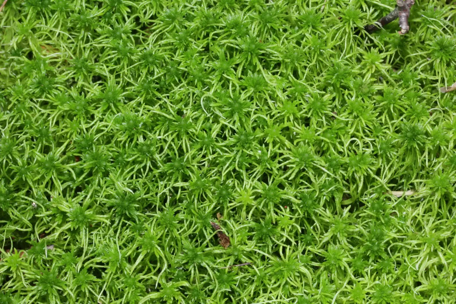 Sphagnum Fimbriatum Native Plant (Sphagnum fimbriatum)