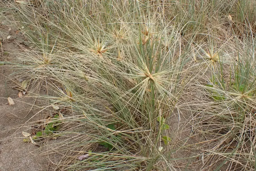 Spinifex Grass