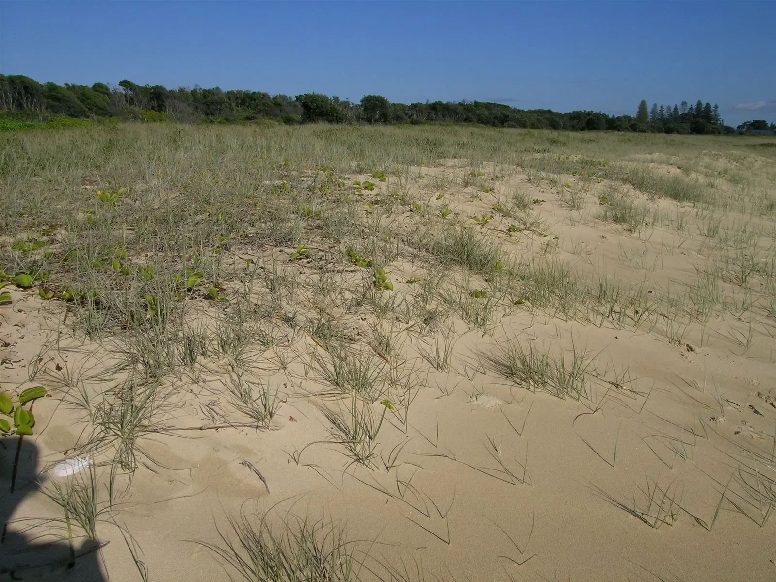 Spinifex sericeus