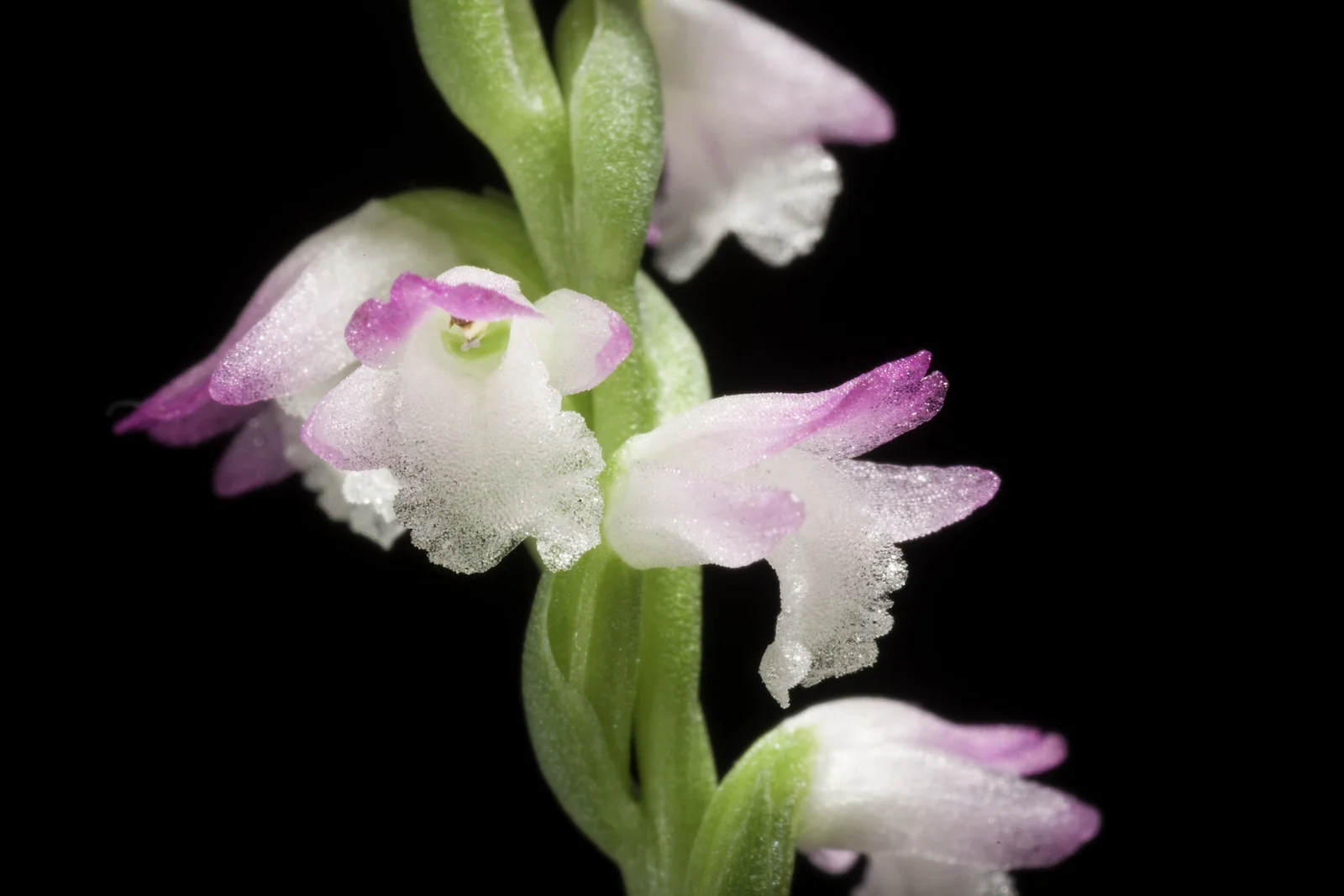 Spiranthes Sinensis Native Plant (Spiranthes sinensis)