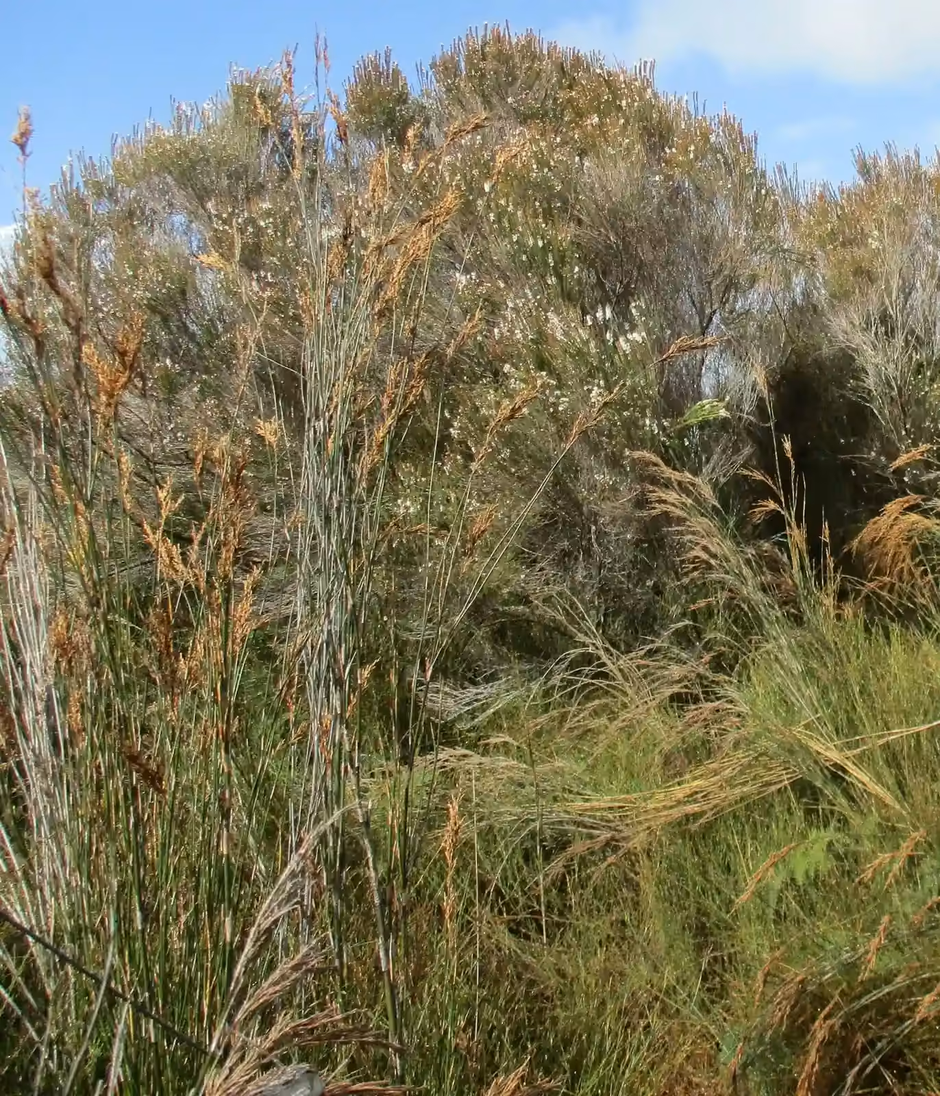 Sporadanthus Ferrugineus Native Plant (Sporadanthus ferrugineus)