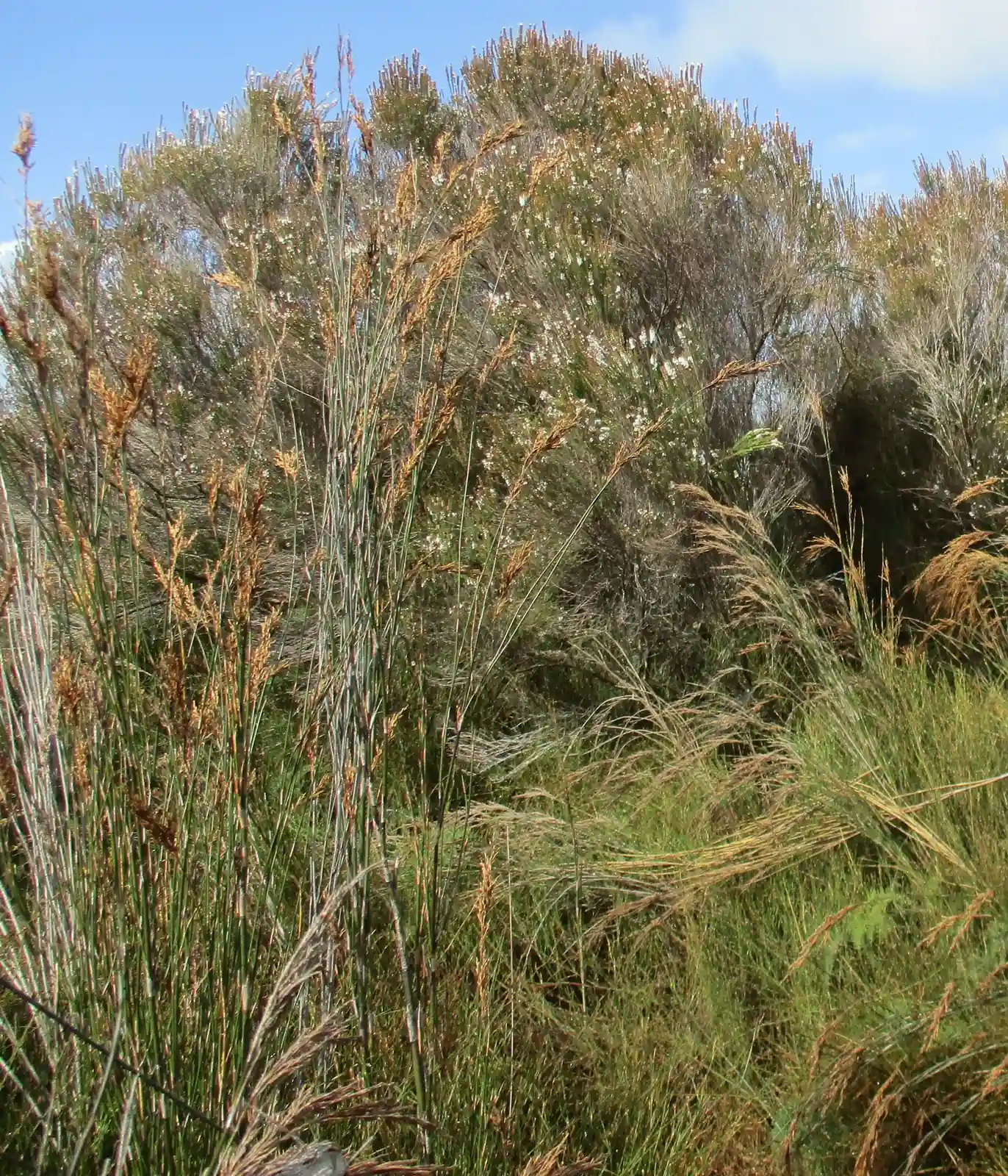 Sporadanthus Ferrugineus Native Plant (Sporadanthus ferrugineus)