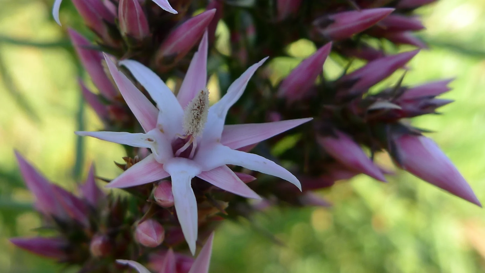 Sprengelia Incarnata Native Plant (Sprengelia incarnata)