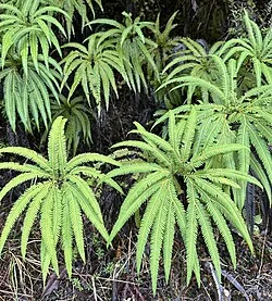Waekura (<i>Sticherus cunninghamii</i>) showing its distinctive fan-like fronds