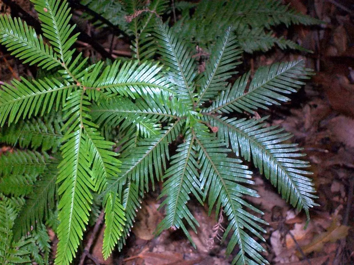 Umbrella Fern (Sticherus flabellatus)