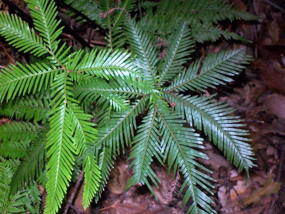 Umbrella Fern (Sticherus flabellatus)