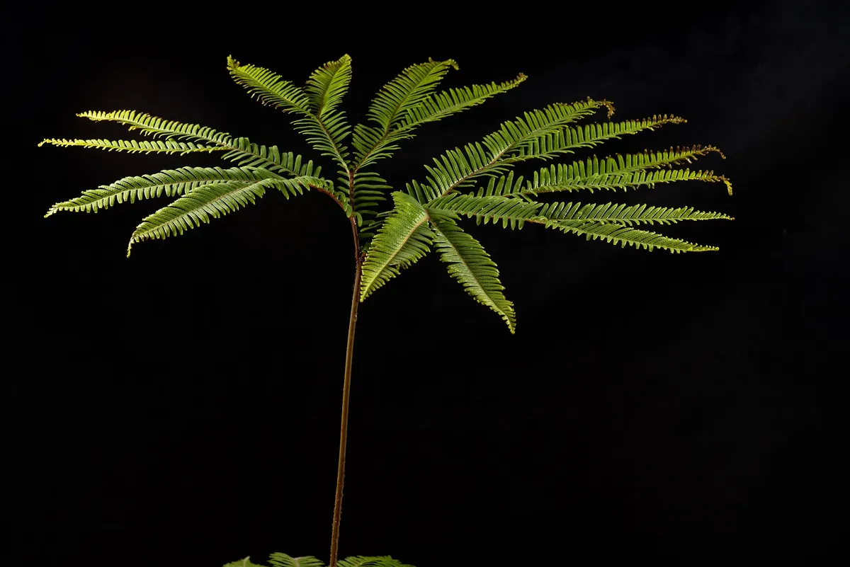 Silky Umbrella Fern (Sticherus tener)