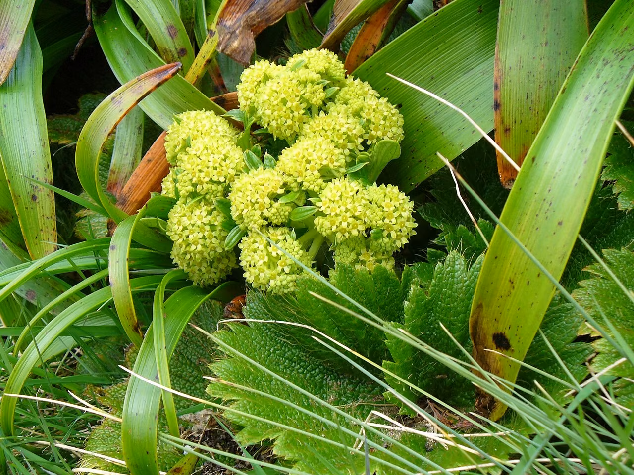 Stilbocarpa polaris (Stilbocarpa polaris)