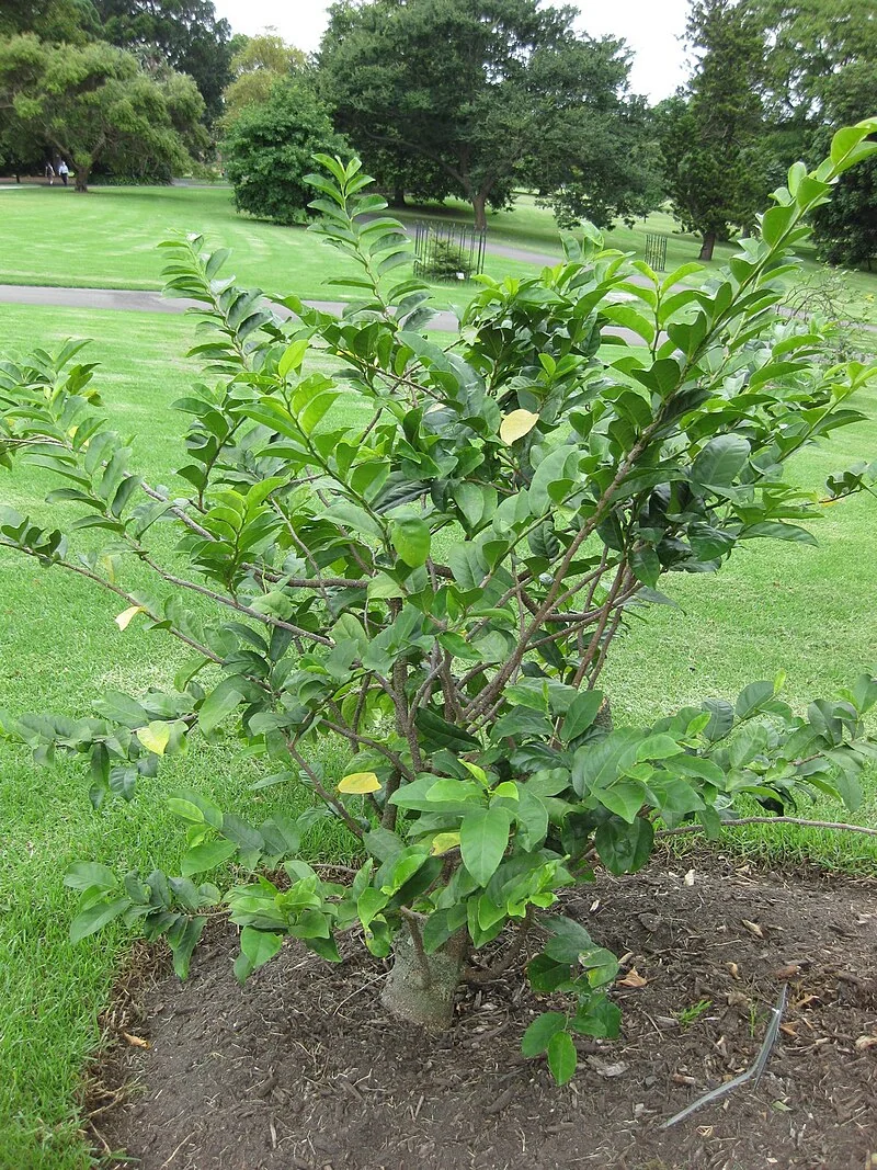 Three Kings milk tree (Streblus smithii) hero image