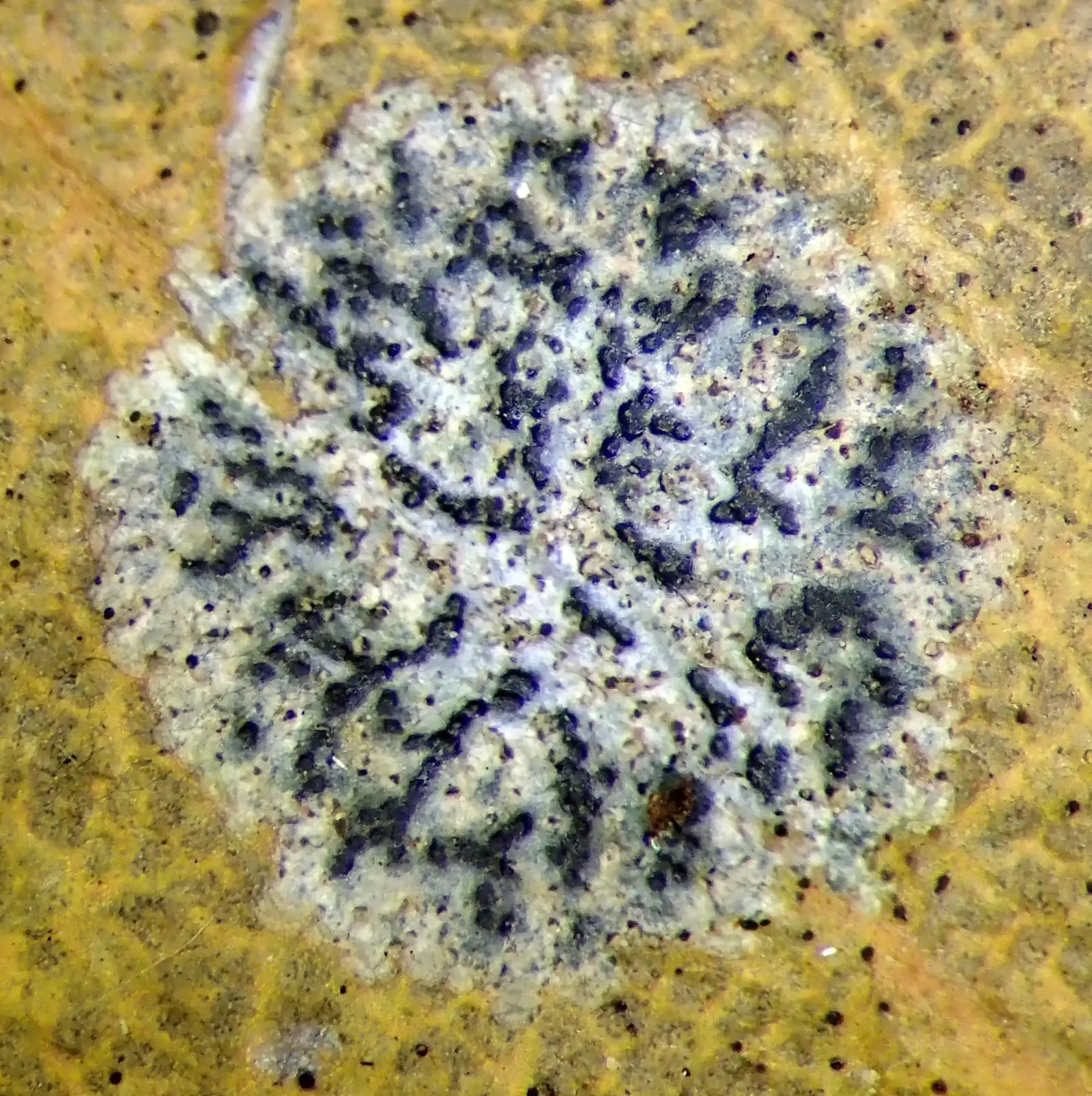 Strigula Novae Zelandiae Native Plant (Strigula novae-zelandiae)