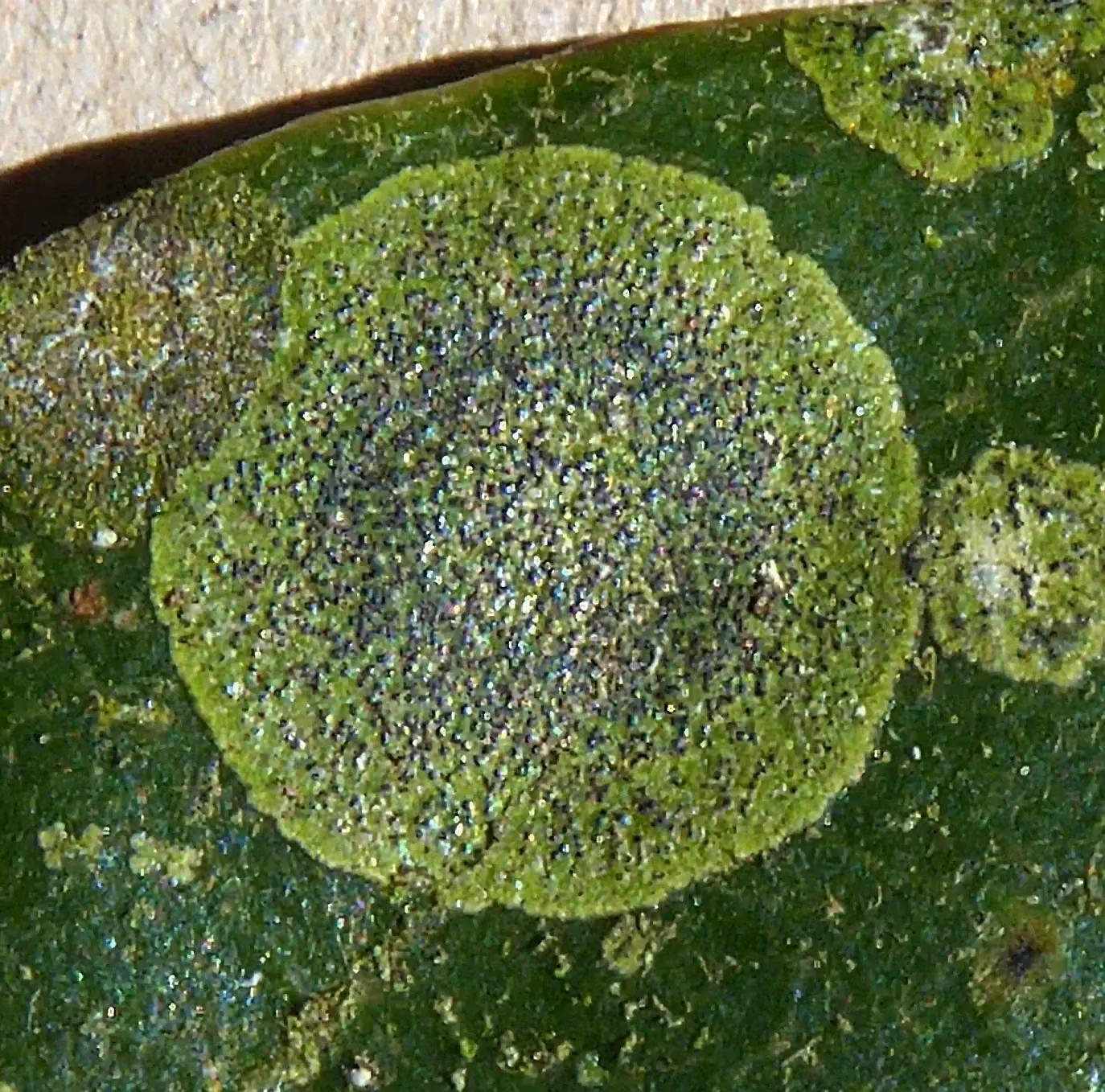Strigula Oleistrata Native Plant (Strigula oleistrata)