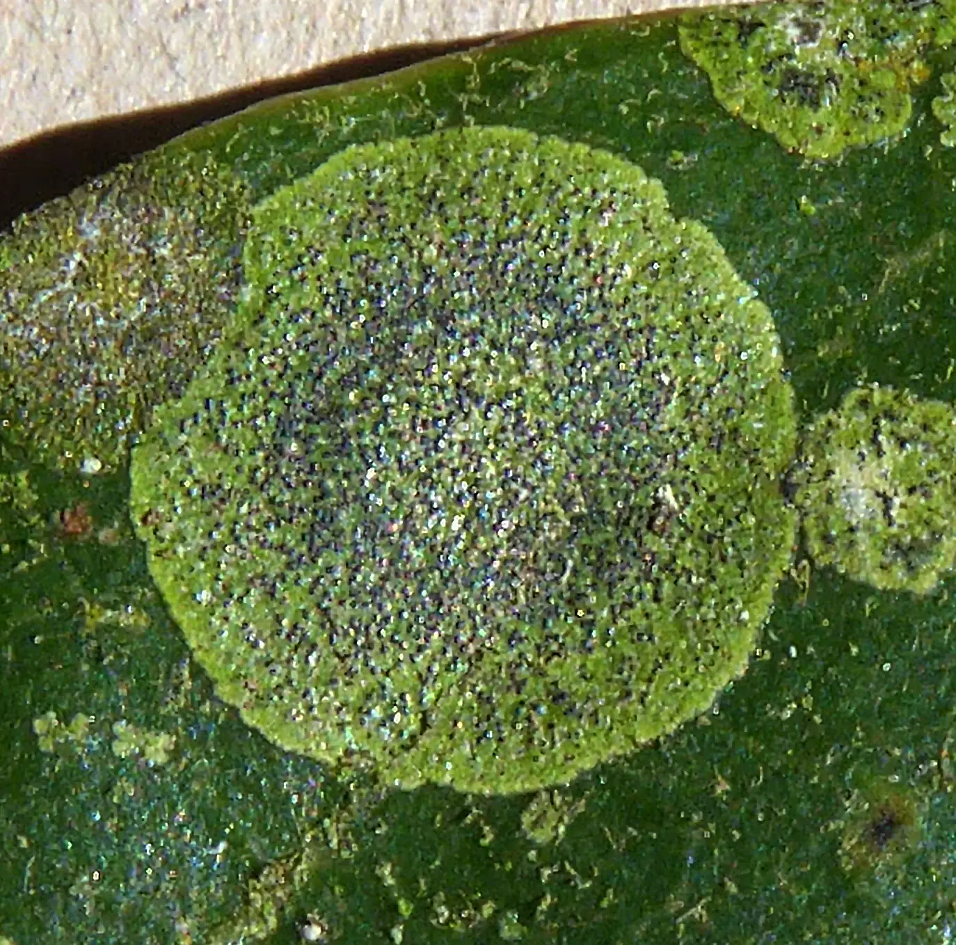 Strigula Oleistrata Native Plant (Strigula oleistrata)