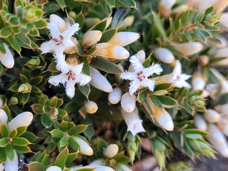 Dwarf Mingimingi