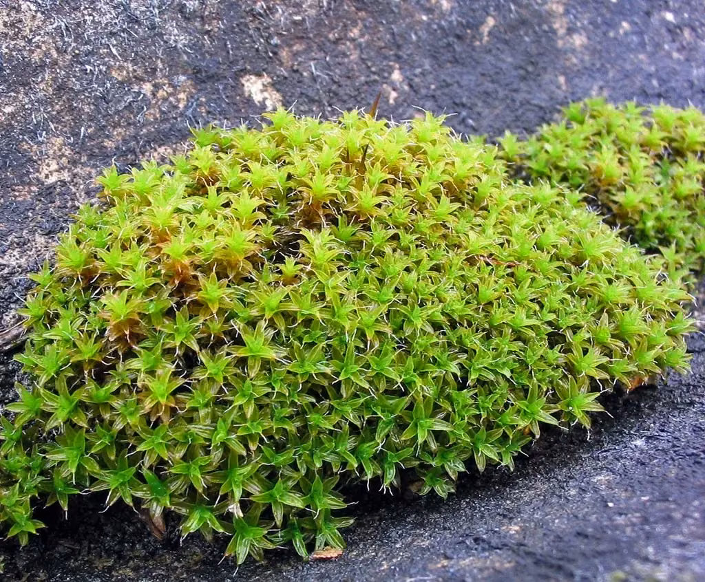 Great Hairy Screw-moss