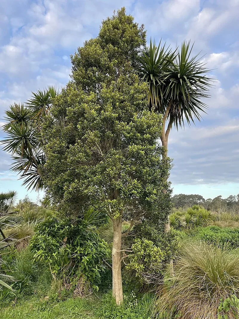 Swamp Maire (Syzygium maire)