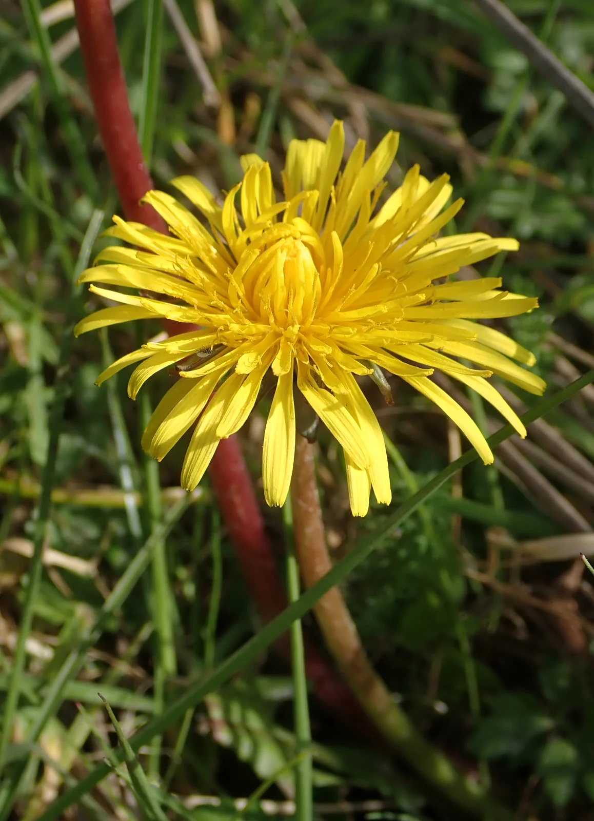 Taraxacum Pseudohamatum Native Plant (Taraxacum pseudohamatum)