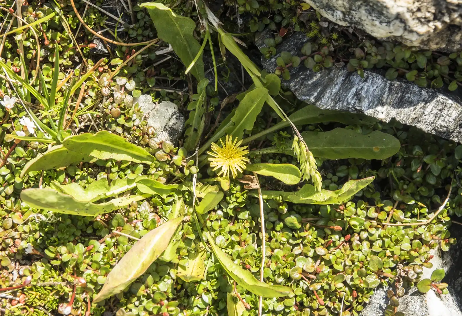 Taraxacum Zealandicum Native Plant (Taraxacum zealandicum)