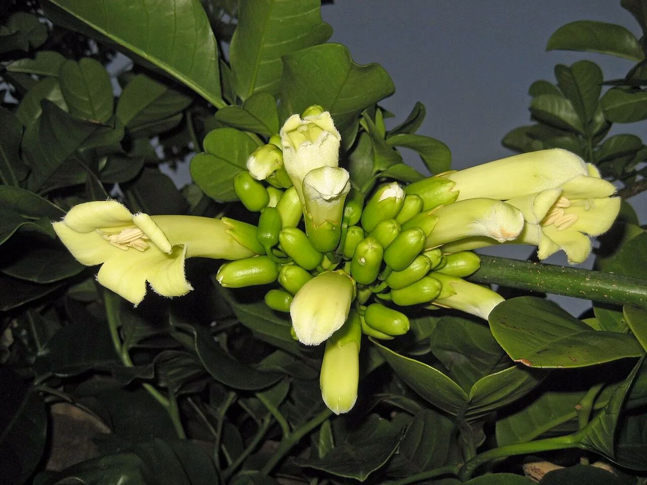 Three Kings Vine