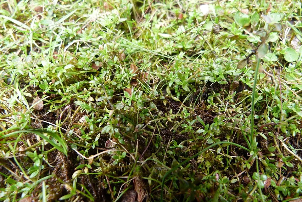 Hamilton's Tetrachondra (Tetrachondra hamiltonii) hero image