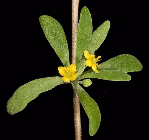 Bower Spinach