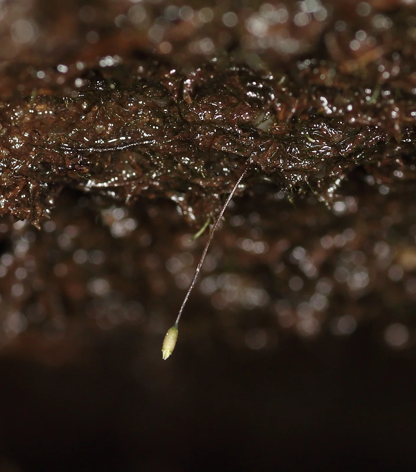 Tetrodontium Brownianum Native Plant (Tetrodontium brownianum)