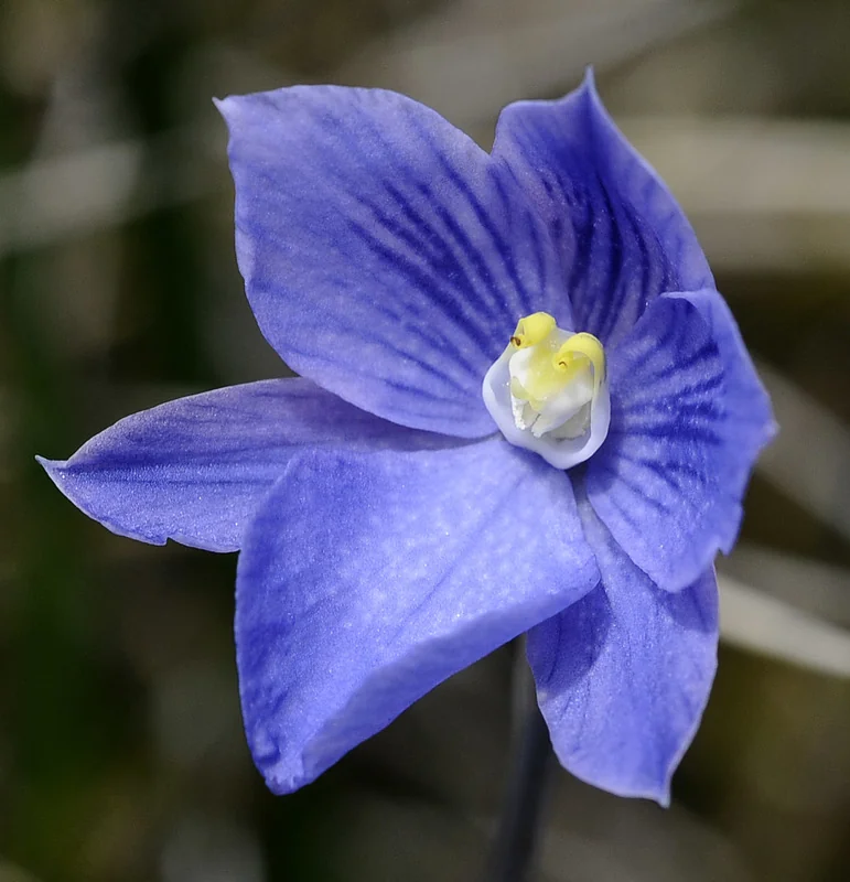 Sky-blue Sun Orchid