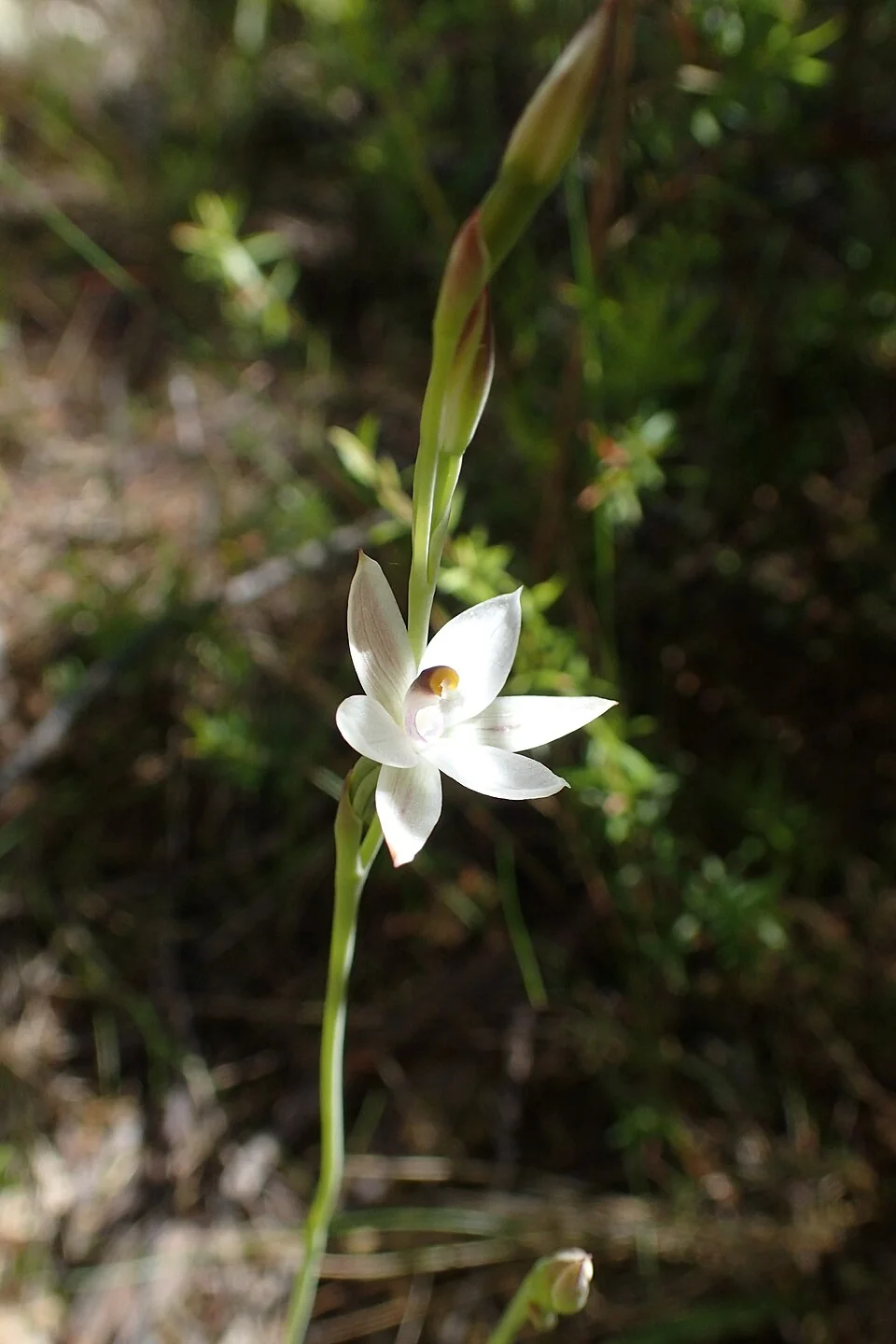 White Sun Orchid (Thelymitra longifolia) hero image