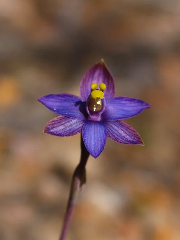 Thelymitra Matthewsii Native Plant (Thelymitra matthewsii)