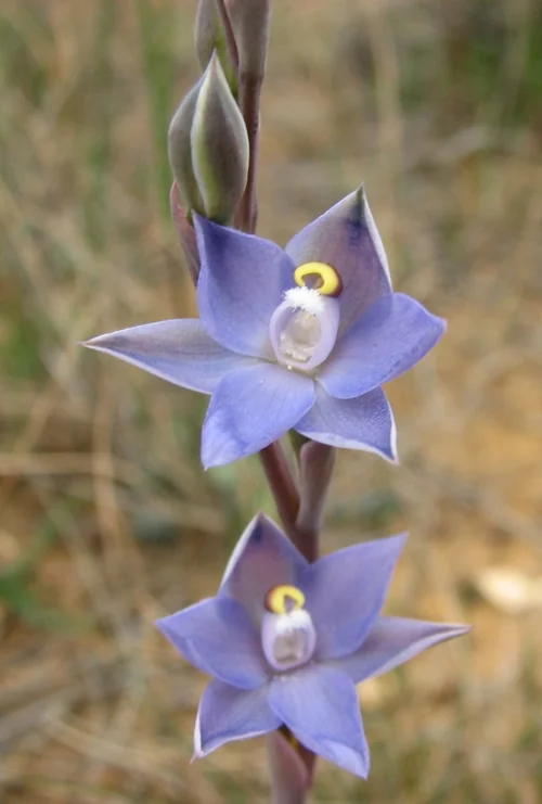 Slender Sun Orchid (Thelymitra pauciflora) hero image