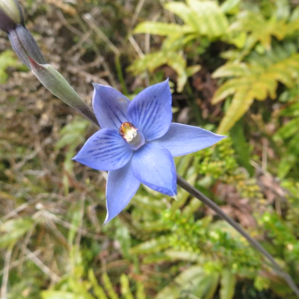Striped Sun Orchid (Thelymitra pulchella)