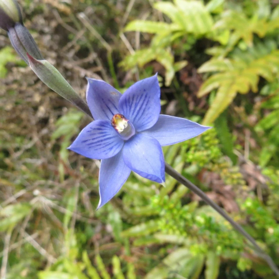 Striped Sun Orchid