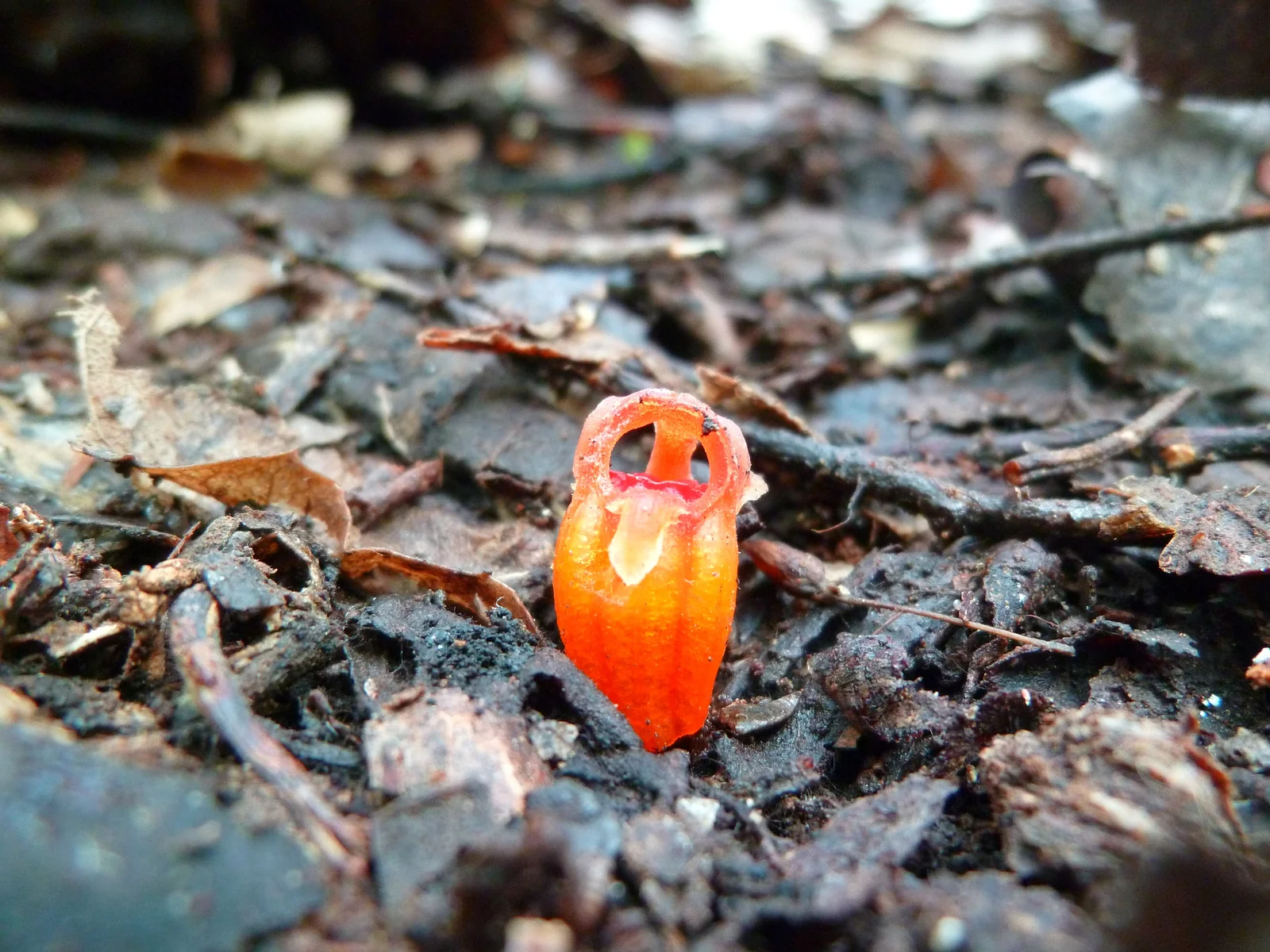 Thismia Rodwayi Native Plant (Thismia rodwayi)