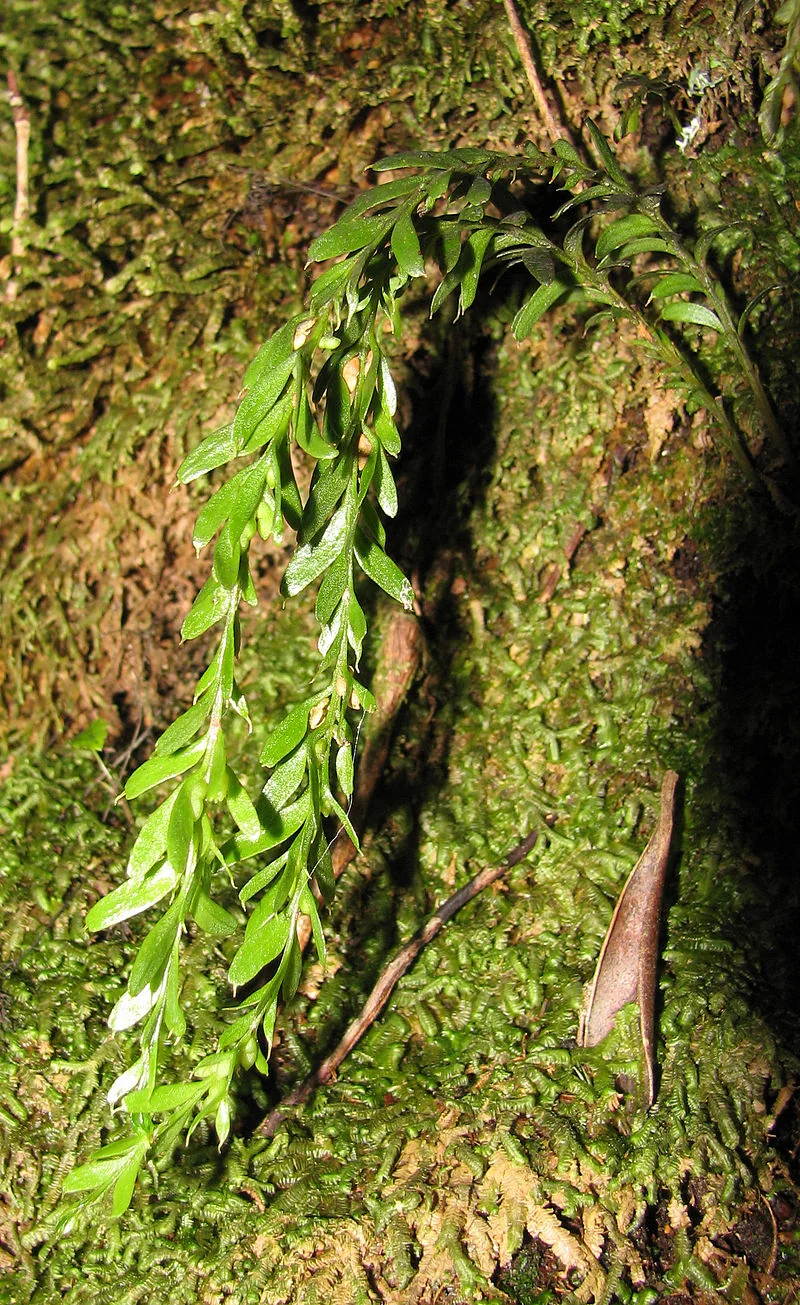 Tmesipteris elongata with long flattened fronds on tree-fern trunk