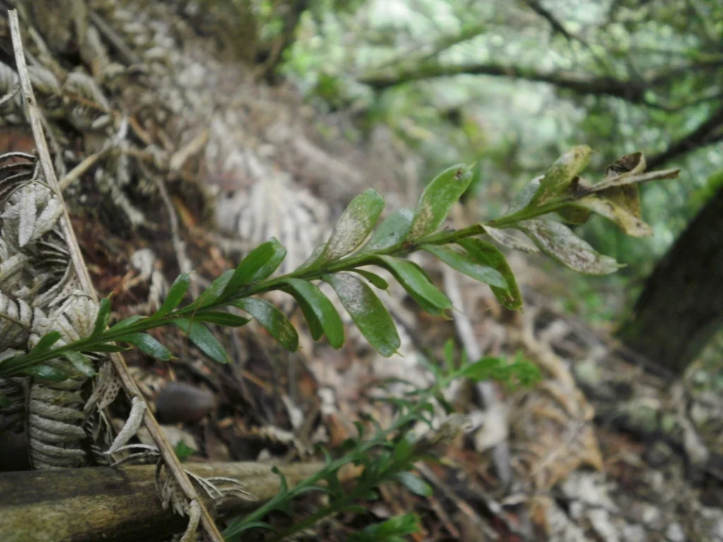 Fork Fern