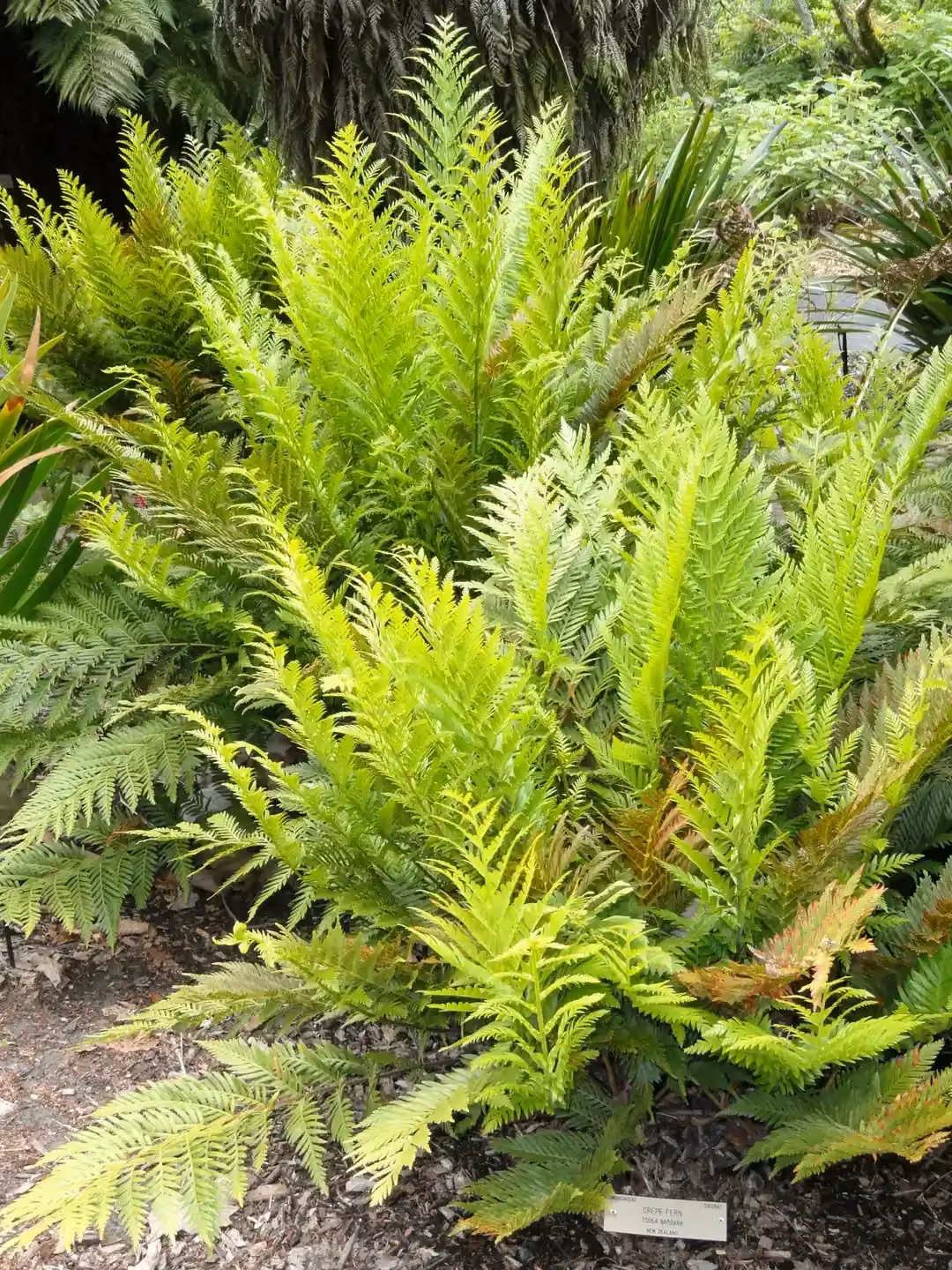 King Fern Ally (Todea barbara)
