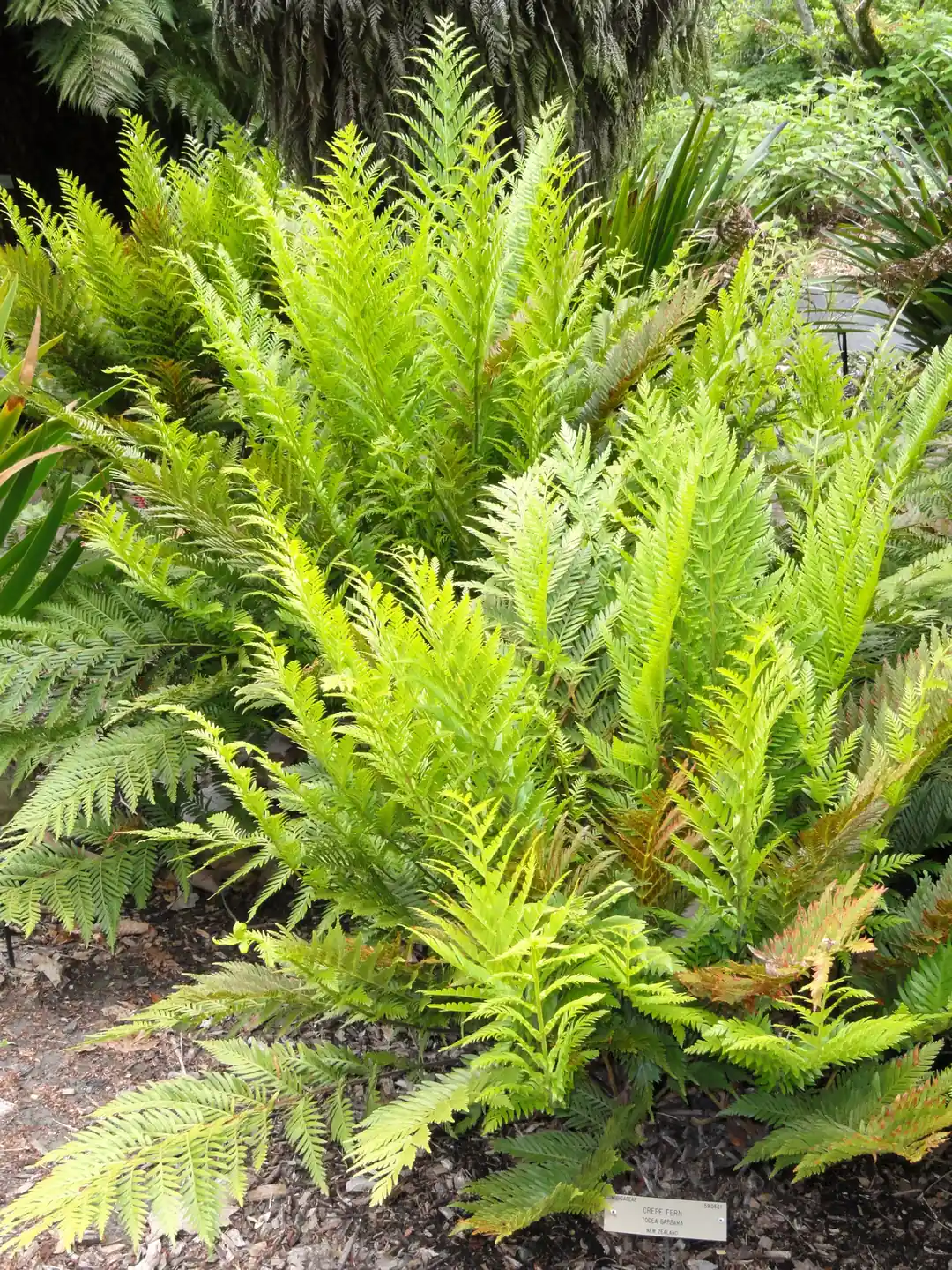 King Fern Ally (Todea barbara) showing large divided fern fronds emerging from a stout crown in damp sheltered ground