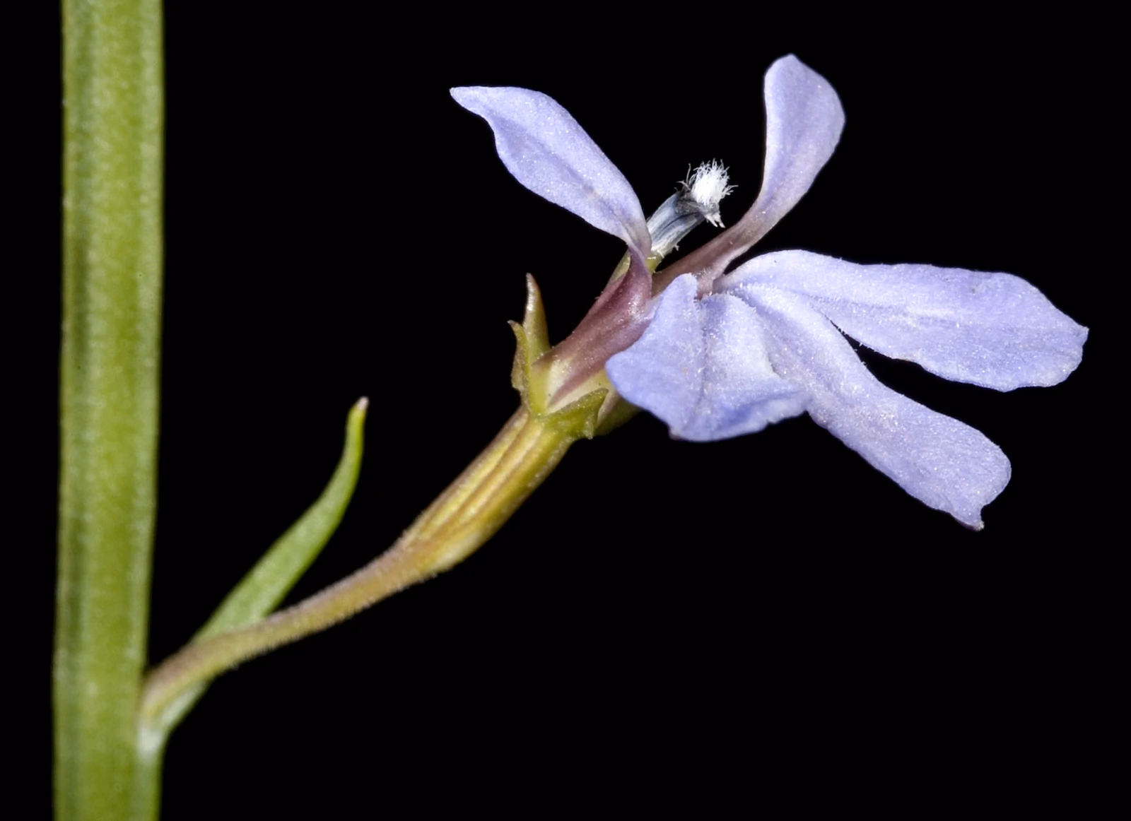 Trimeris Anceps Native Plant (Trimeris anceps)